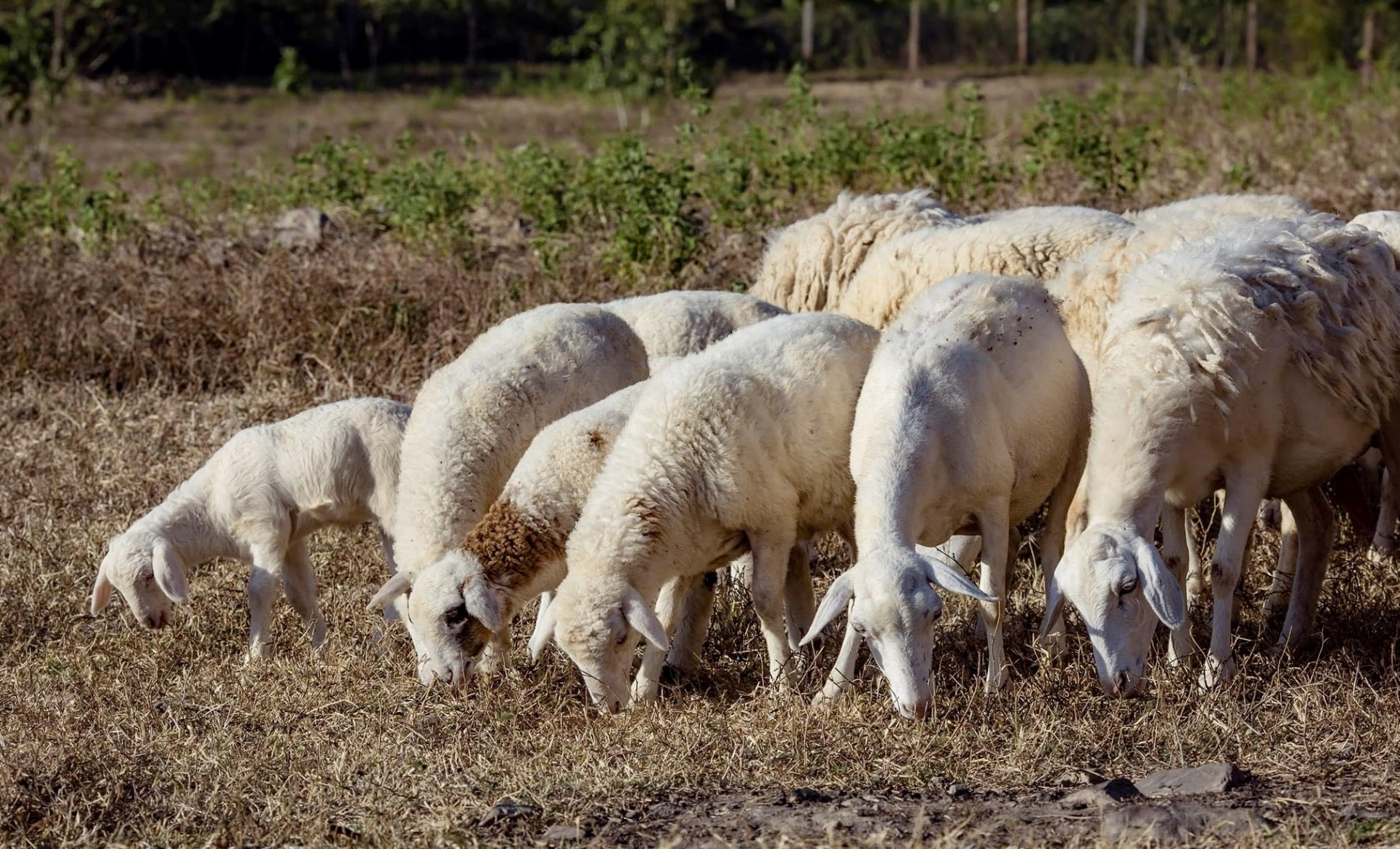 Đàn cừu ăn đang ăn cỏ khu vực trang trại.