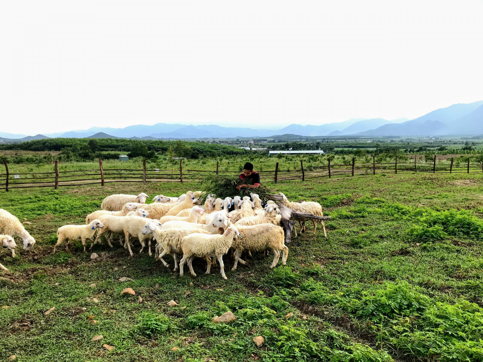 Một bạn trẻ ở trang trại đang cho cừu ăn.