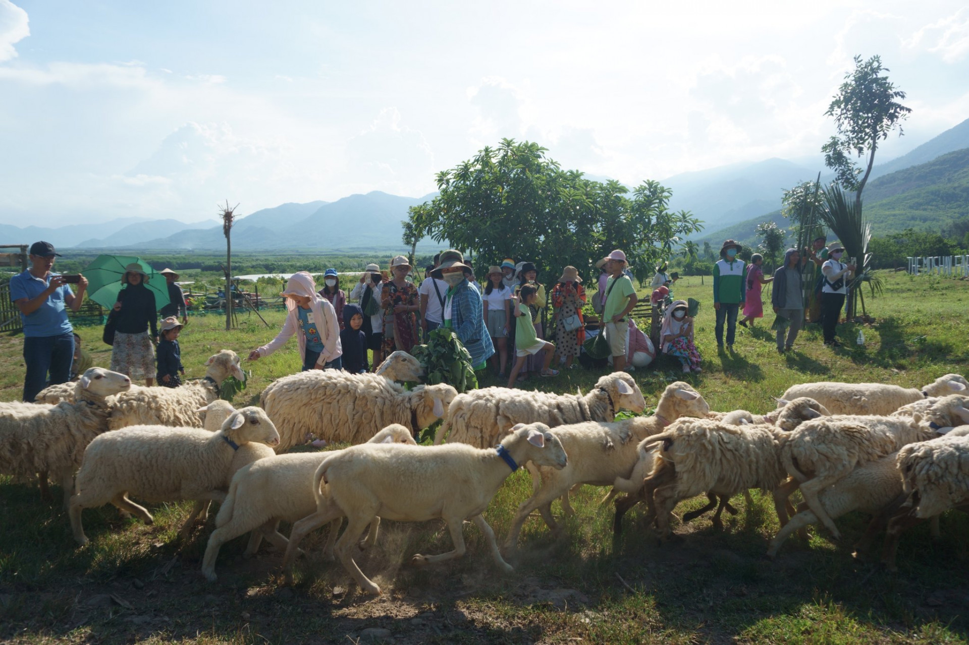 Nhiều học sinh, phụ huynh đến tham quan đàn cừu.