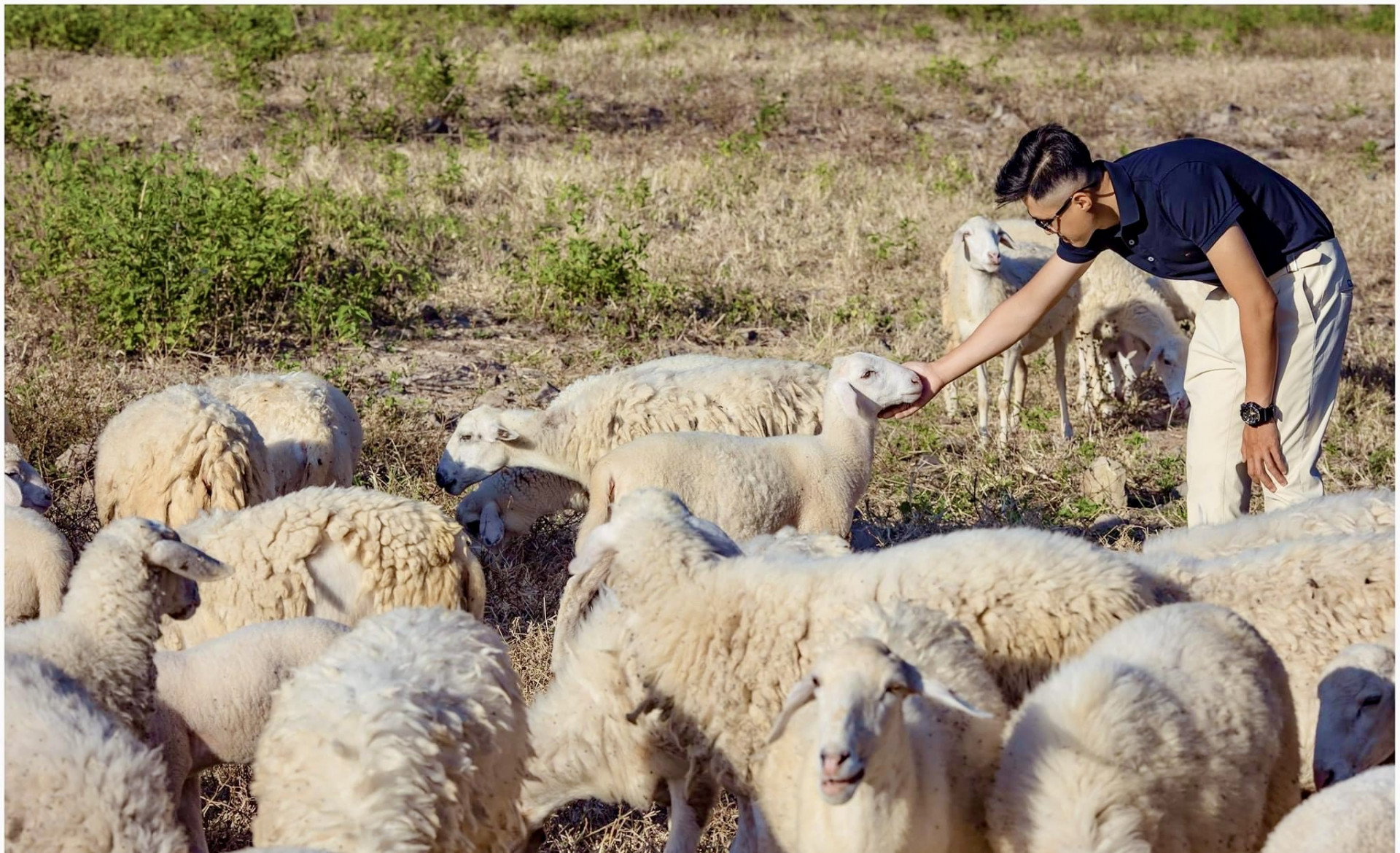 Một bạn trẻ đến tham quan, vui đùa cùng đàn cừu.