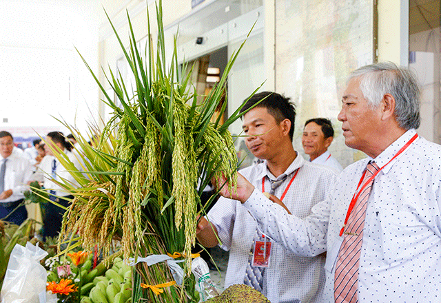 Lúa là một trong những cây trồng chủ lực của huyện Diên Khánh